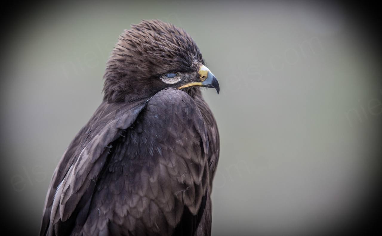 Nomad Games Kyrgyzstan